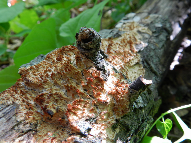 Secondo del 1 maggio (Radulomyces molaris)